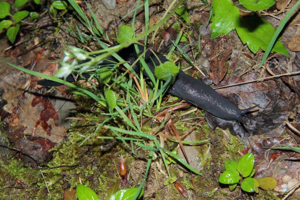 Limax tipo Marradi da Bagno di Romagna (FC)